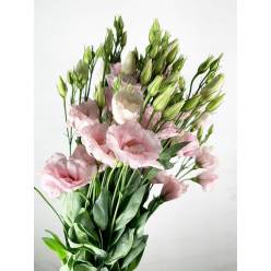 Lisiantus Hol. Rosi Light Pink 70cm 55gr "T10"