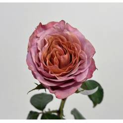 Rosa Ecu. Purple Moon 80cm