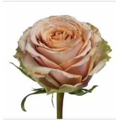 Rosa Ecu. Teddys 50cm