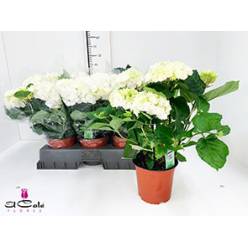 P. Hortensia Schneeball 15/40cm x6 5-flor.