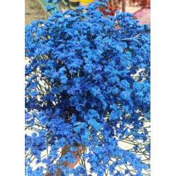 Limonium Nac. Chino Pintado Azul 70cm "T25"