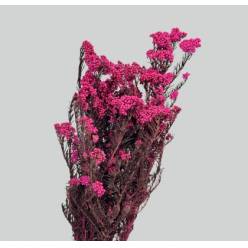 Flor de Arroz Preservada Fucsia 50-60 120g