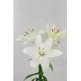Lilium LA. Hol. Bl. Scansano 85cm 3/4 flores