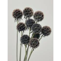 Scabiosa Italia Tintada Negra 60cm