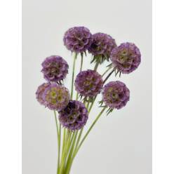 Scabiosa Italia Tintada Lila 60cm