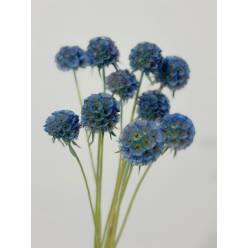 Scabiosa Italia Tintada Azul 60cm