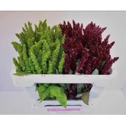 Amaranthus Hol. Mixto 50cm