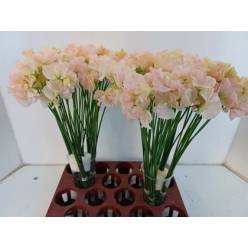 Lathyrus Romance Salmon 40cm "T50"