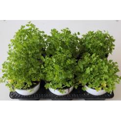 P. Perejil Nac. 12/15cm "CC12"