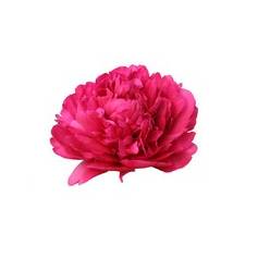 Peonia Hol. Paul Wild 60cm "AAA"