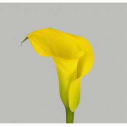 Calla Monte Carlo 50cm Am.