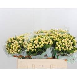 Hypericum Hol. Royal Cream 50cm "T25"