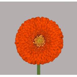 Gerbera Mini Hol. Pomponi Fozzi "T20"
