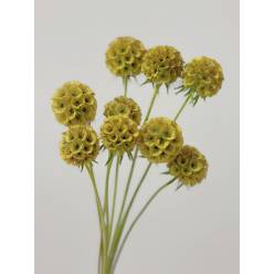 Scabiosa Italia Tintada Amarilla 60cm