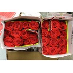 Rosa Ecu. Nina 80cm Na