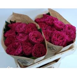 Rosa Hol. Pink Pretty 50cm Fresa