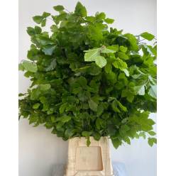 Hoja Faggio Italia 70cm 250gr