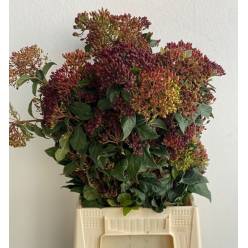 Viburnum Italia Red Berry 55cm 250gr