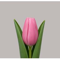 Tulipan Hol. Sissi 40cm Rs.