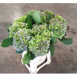 Hortensia Hol. Verena Blue Classic 60cm �20/22