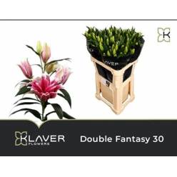 Oriental Hol. Fuc. Doble Fantasy 80cm 3 fl.