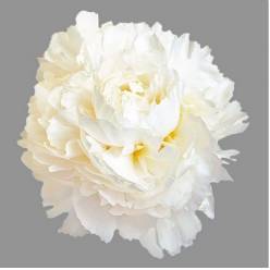 Peonia Hol. Madame Claude 50cm Bl. "AA"