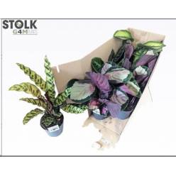 P. Calathea Mixta 4 Srt. 14/50cm x8