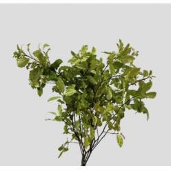 Pittosporum Italia Nevato 50cm 150gr (7 Dias - 2�)