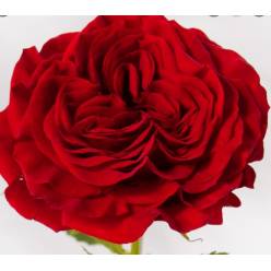 Rosa Ecu. Mayra's Red 50cm