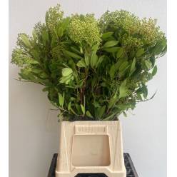 Photinia Italia 70cm 200gr