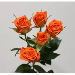 Ramificada Ariya 40cm Nj.