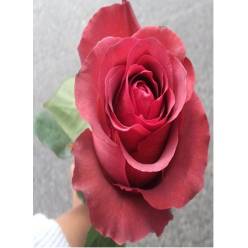 Rosa Ecu. Matilda 80cm