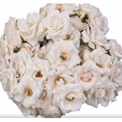 Ramificada Ecu. White Majolika 60cm