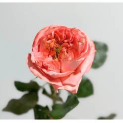 Rosa Ecu. Mandarin Xpression 70cm