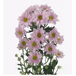 Margarita Col. D. Adele Rs.