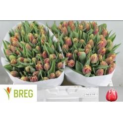 Tulipan Hol. Doble Concorde 40cm Bic.