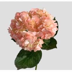 Hortensia Premium Tint. Rosa 60cm 17/18
