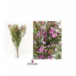 Flor Cera Hol. Eden 60cm 30gr Fresa "T25"