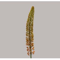 Eremurus Hol. Emmy Ro 100cm (50cm flor) Nar.