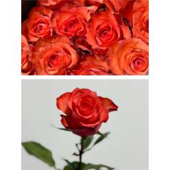 Rosa Ecu. Iguana 80cm
