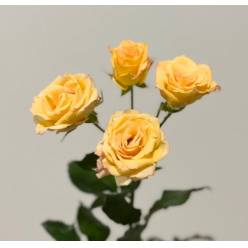 Ramificada Sweet Chablis 50cm.