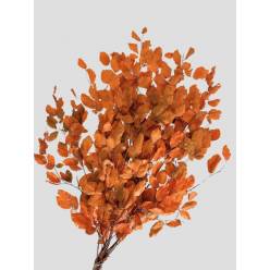 Fagus Estabilizado Orange 70cm 100g