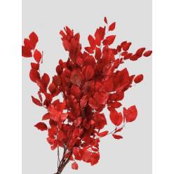 Fagus Estabilizado Red 70cm 100g