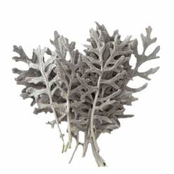 Senecio Maritima 8-10cm
