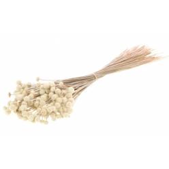 Botao Seco Blanco 50cm 100g