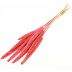 Babala Seca Rosa 70cm 170g