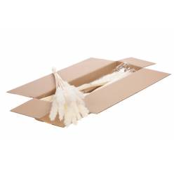 Plumas Reed Blanca 70cm (20 Tallos)
