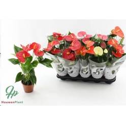 P. Anthurium An Mixto 4kl 12/50cm x10 4F