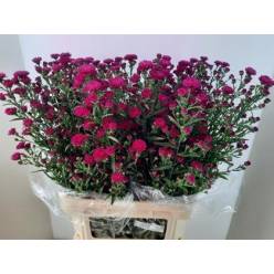 Aster Hol. Flash 70cm 25gr "T25"