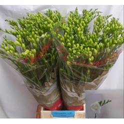 Fresia Hol. Versailles 70cm 25gr "T50"